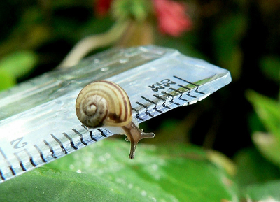 Schnecke auf Lineal im Garten