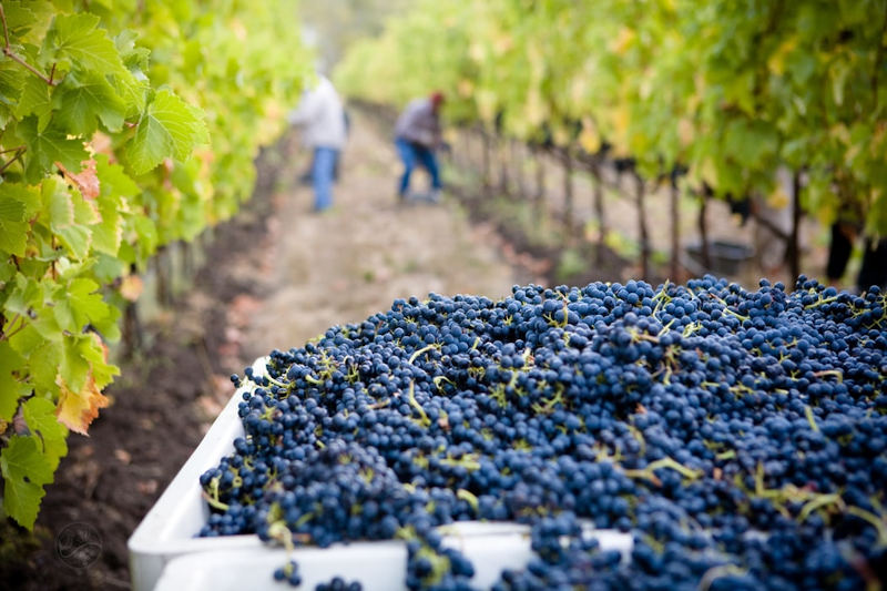 Oenologen sind Experten für Wein und dessen Anbau